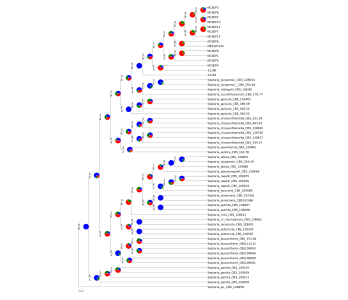 astral_graphs